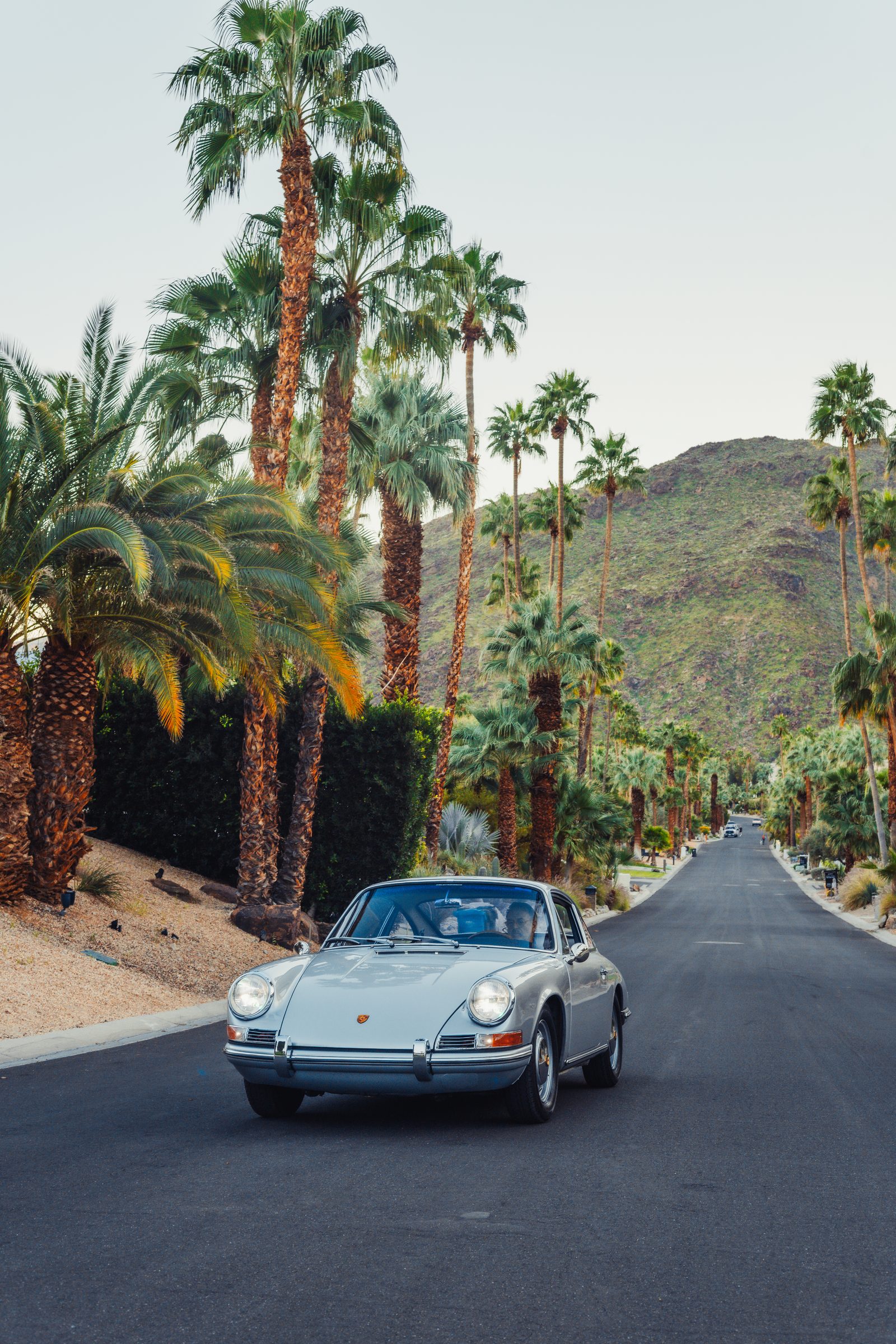 Front view — Palm Springs palms
